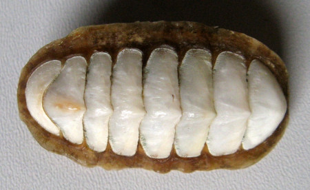 Chiton lamellosa (Lucilina) (Quoy & Gaimard, 1835)